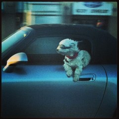 Saw this dog on the way to dinner.  #goodday